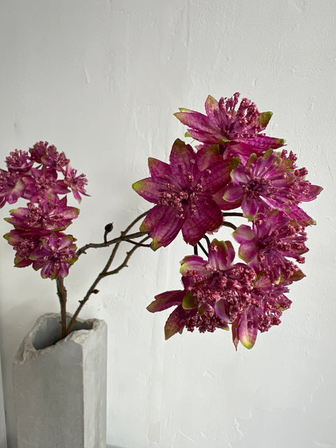 Zeeuws knoopje tak 70cm beauty/groen