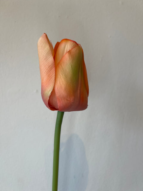 Tulp steel perzik 64 cm