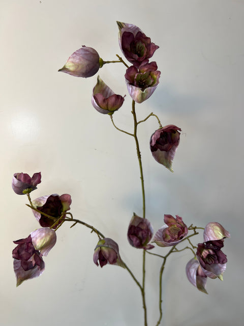 Monnikskap lila 94 cm