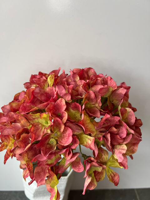 Hortensia bol bordeaux/roze/groen 65 cm