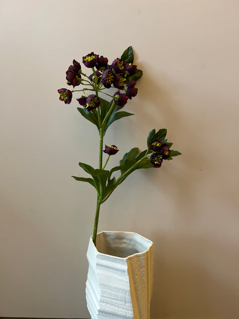 Helleborus bordeaux 67 cm