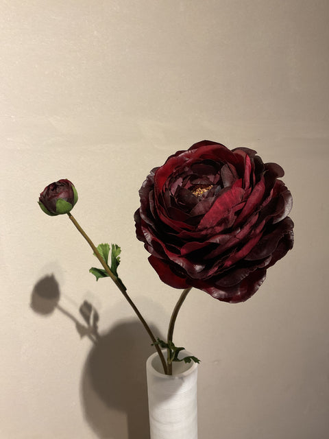 Ranonkel tak 65 cm bordeaux rood