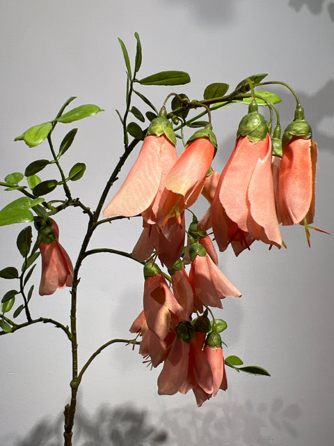Kowhai flower peach   87 cm