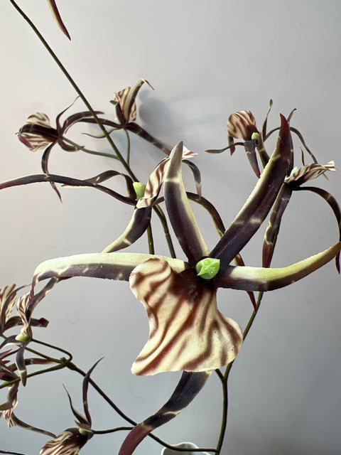 Orchidee spider bruin 111 cm