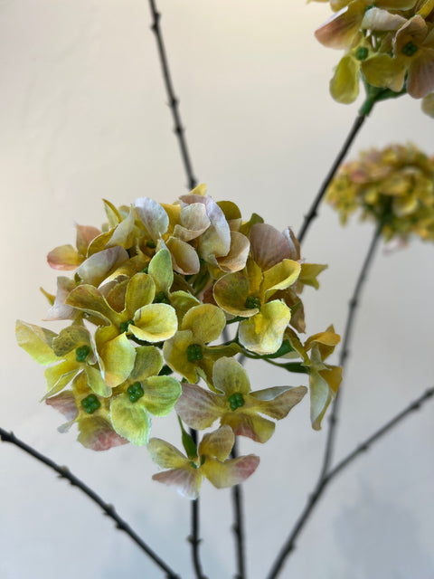 Hortensia x6 groen/geel 100 cm