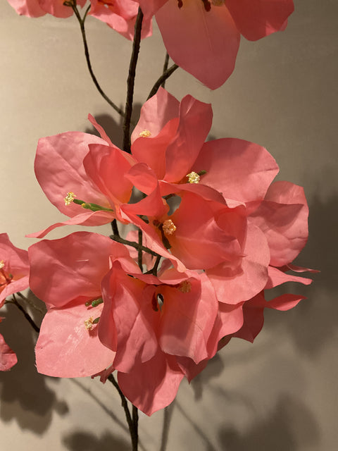 Bougainvillea tak 111 cm pink