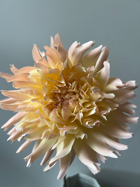 Chrysant  MUM peach  80 cm