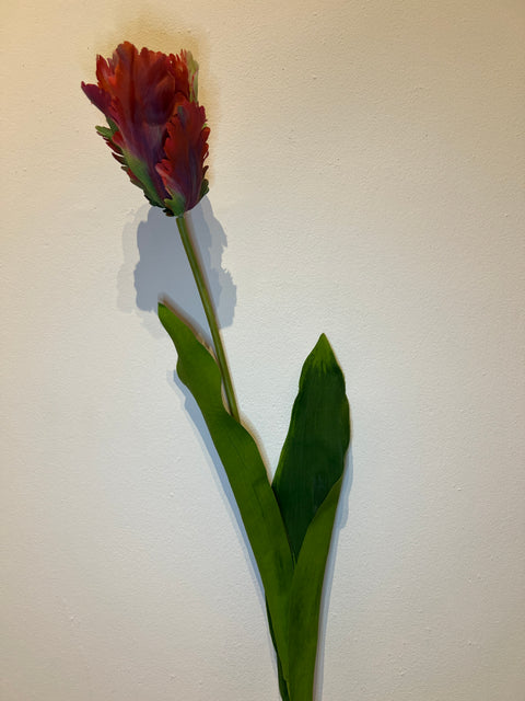 Tulp papegaai rood/groen 65 cm