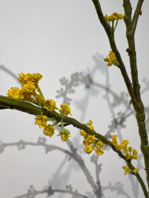 Spirea tak geel 166 cm