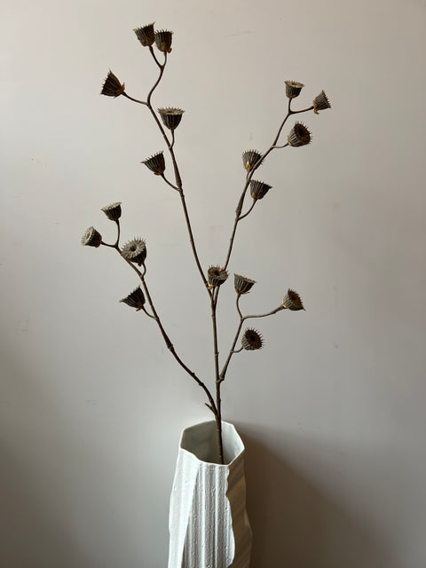 Abutilon tak bruin 85 cm