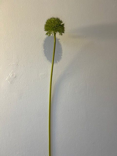Allium groen 75 cm