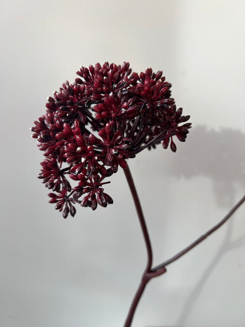 Engelwortel tak 2x bordeaux 77 cm