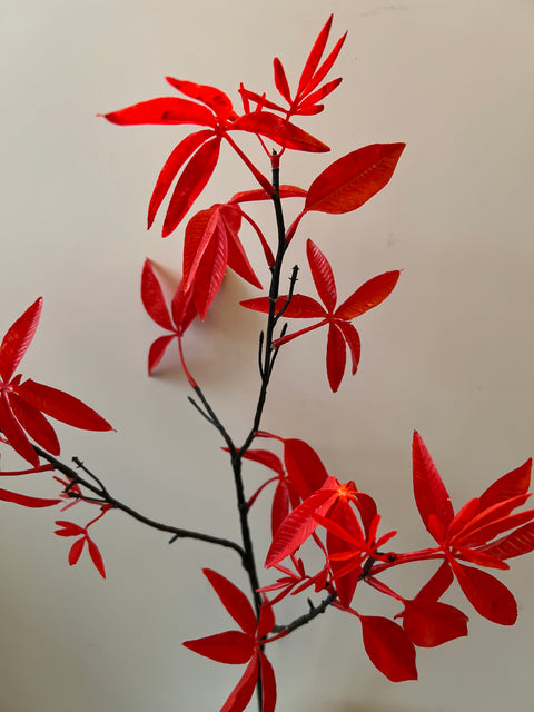 Esdoorn tak rood 80 cm