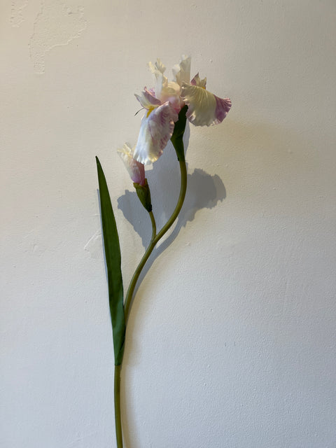 Iris bloem wit/lila 95 cm