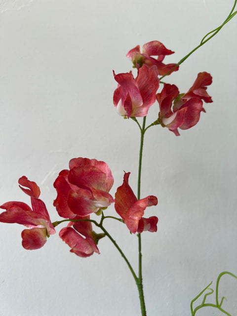 Lathyrus zalm 71 cm