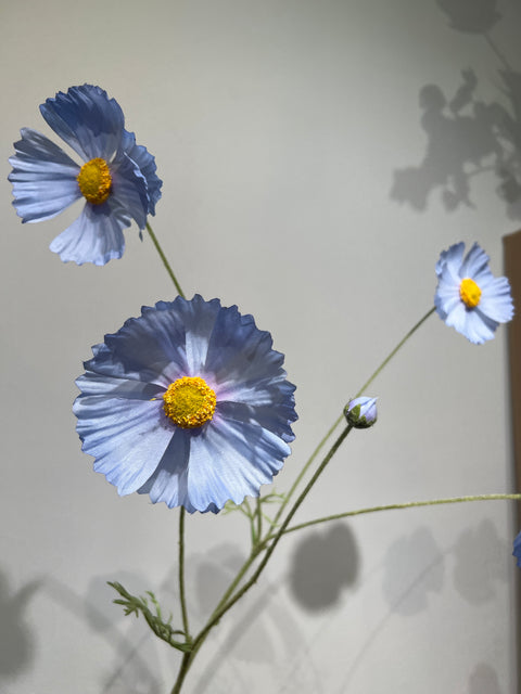 Cosmos  blauw   92 cm