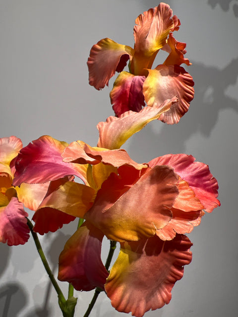 Iris  oranje   82 cm