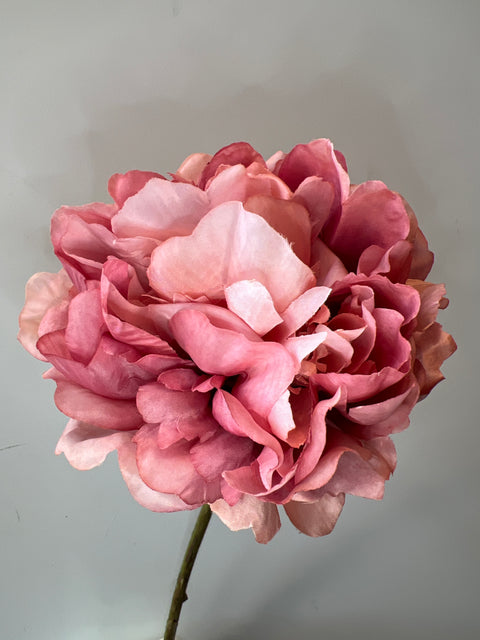 Pioenroos mauve 64 cm