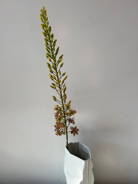 Eremurus steel bordeaux/groen 107 cm