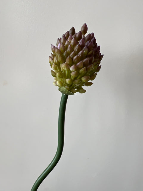 Allium groen/paars 60 cm