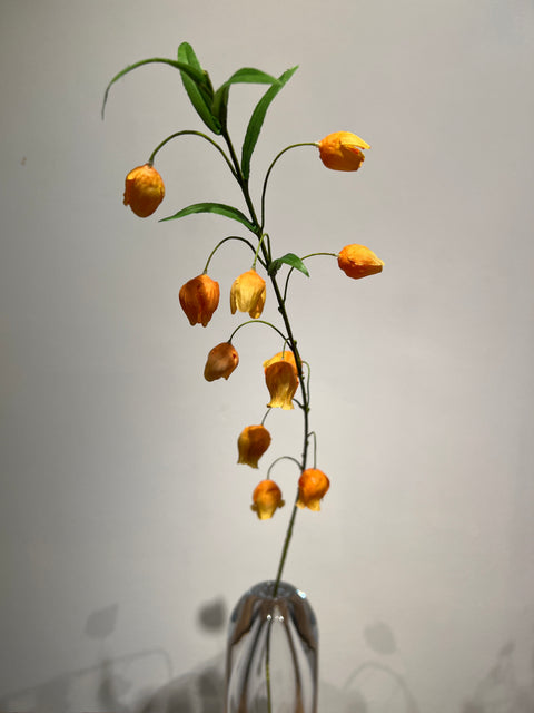 Sandersonia (klokjes)  95 cm  oranje