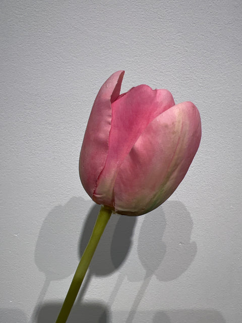 Tulp frans 60 cm roze