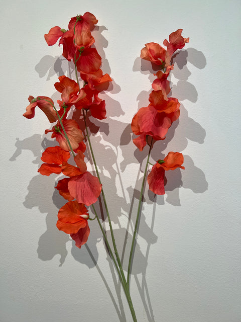 Lathyrus spray koraal 115 cm