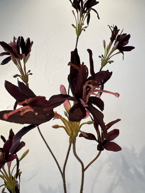 Nerine spray bordeaux 100 cm