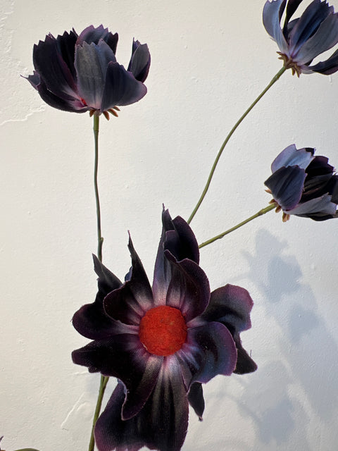 Cosmea spray bordeaux 110 cm