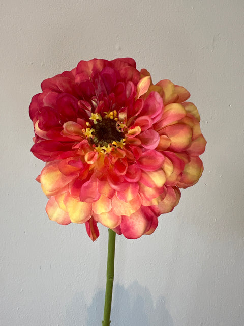 Zinnia bloem oranje 70 cm