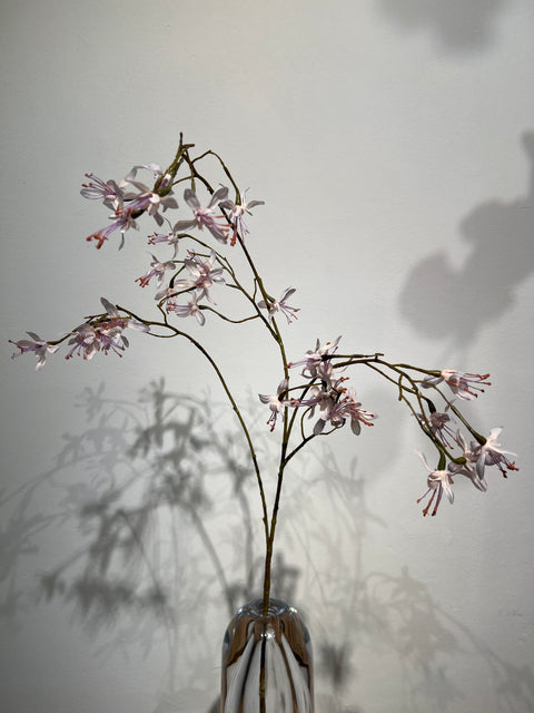 Heuchera   lila   95 cm