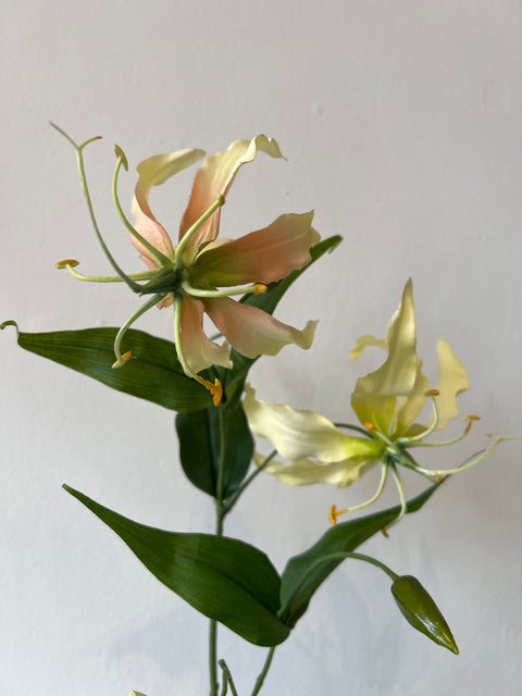 Gloriosa spray cream/peach 75 cm
