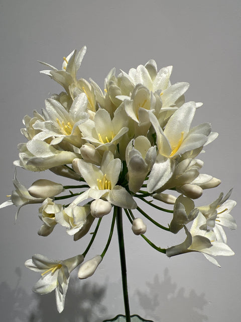Agapanthus  wit  75 cm