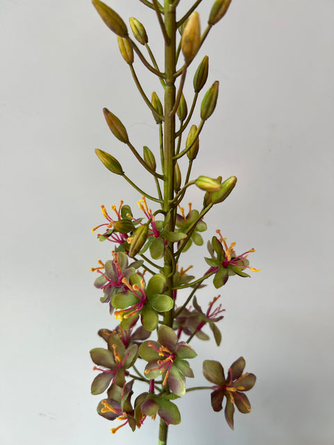 Eremurus steel bordeaux/groen 107 cm