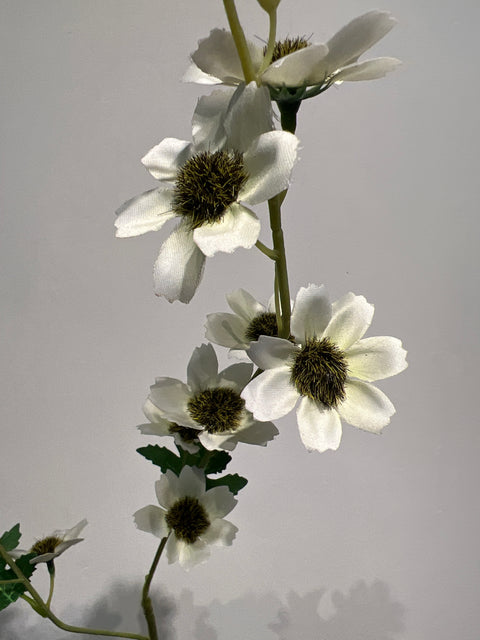 Cosmos lang 105 cm cream