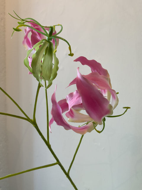 Gloriosa tak roze 89 cm