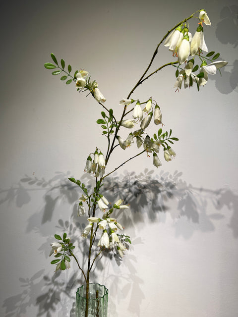 Campanula tak crème  159 cm