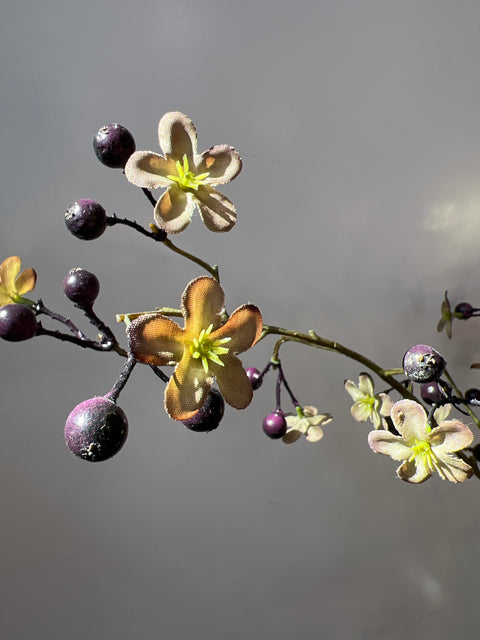 Vlierbes zwart, bloem groen 108 cm