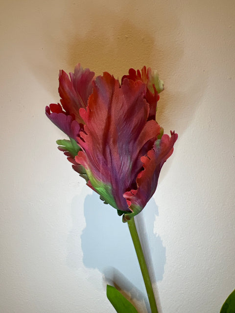 Tulp papegaai rood/groen 65 cm