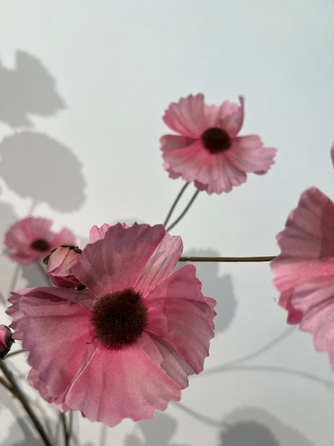 Cosmos spray mauve 124 cm