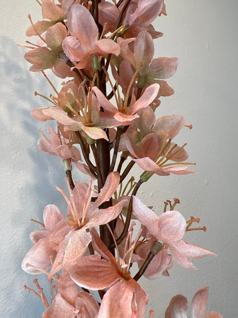 Eremurus steel peach 109 cm