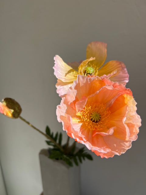 Papaver spray zalm 75 cm
