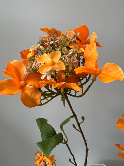 Hortensia tak x3 oker 70 cm