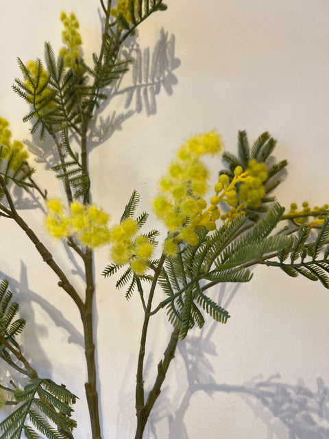 Mimosa tak geel 113 cm