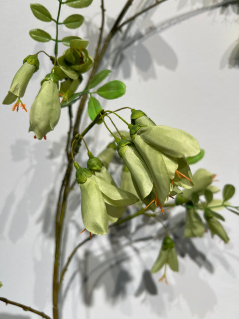 Campanula tak groen  159 cm
