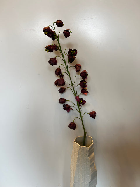 Fritillaria steel bordeaux 111 cm