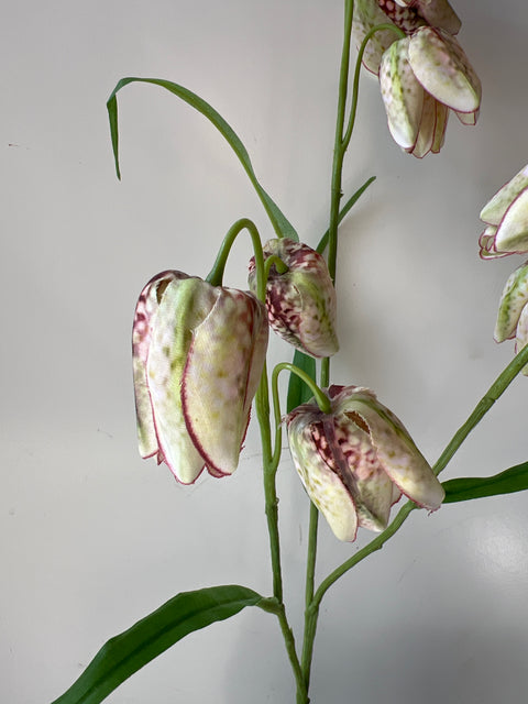 Fritillaria creme/groen 70 cm