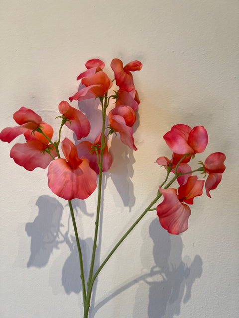 Lathyrus Fuchsia 66 cm