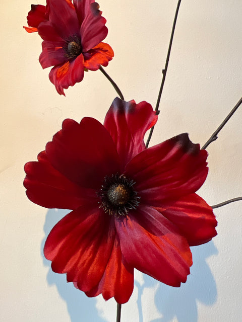 Cosmos  donker rood   76 cm
