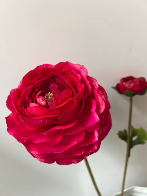 Ranonkel tak 65 cm rood